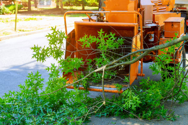 Trusted Cave Spring, VA Tree Service Experts